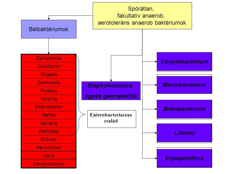 Baktériumtenyésztés és rezisztenciavizsgálat (aerob és anaerob)