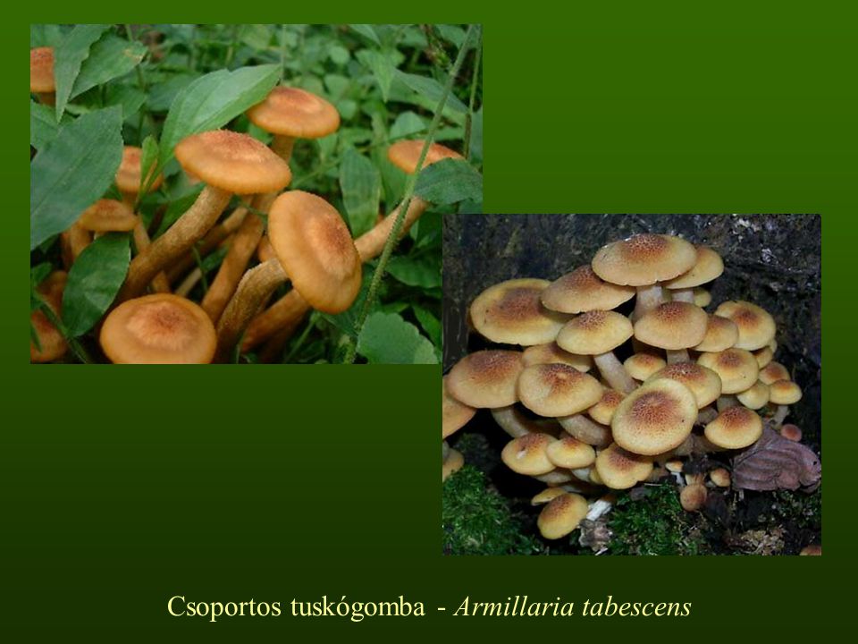 csoportos gombák