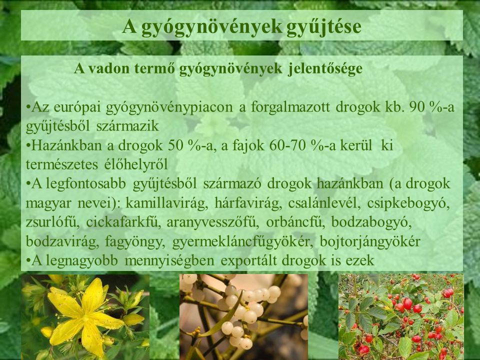 gyógynövények a prostatitis árából)