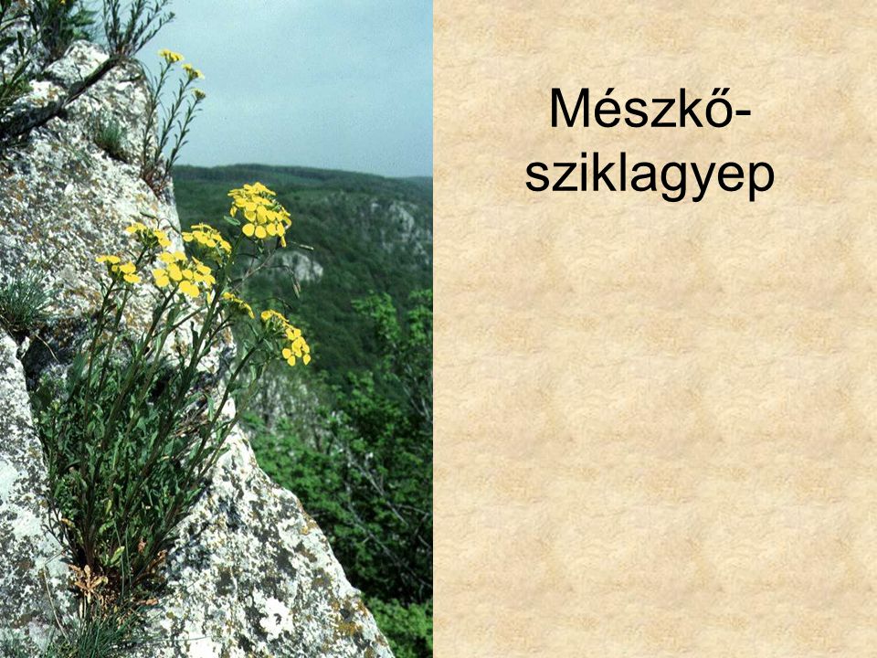 Mészkő- sziklagyep Kárpáti mészkősziklagyep (Bükk Bél-kő, 1995.) ELOH0859
