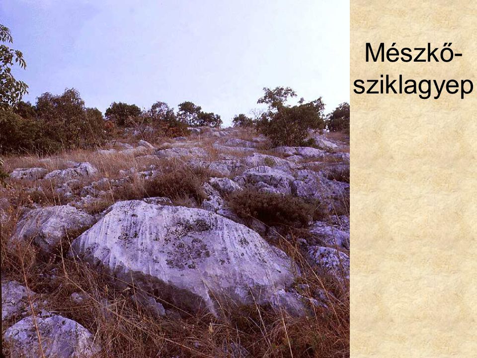 Mészkő- sziklagyep Dalmát csenkeszes sziklagyep (Nagyharsányi-hegy, 1986.) ELOH242
