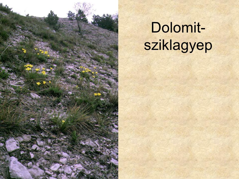 Dolomit-sziklagyep Kis-Szénás (Pilisszentiván, 1991.) ELOH0341