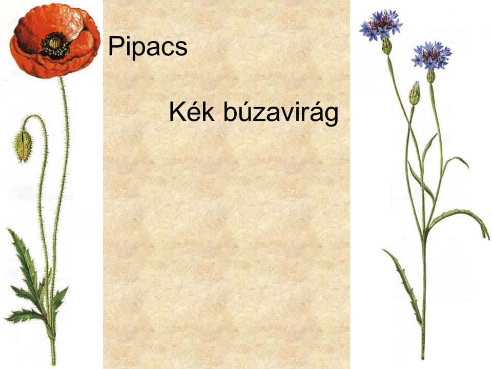 Pipacs Kék búzavirág pipacs GYOMN5 kék búzavirág GYOMN5