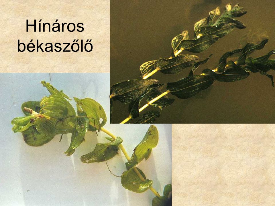 Hínáros békaszőlő Potamogeton perfoliatus7 Hínáros békaszőlő VadvCD0043