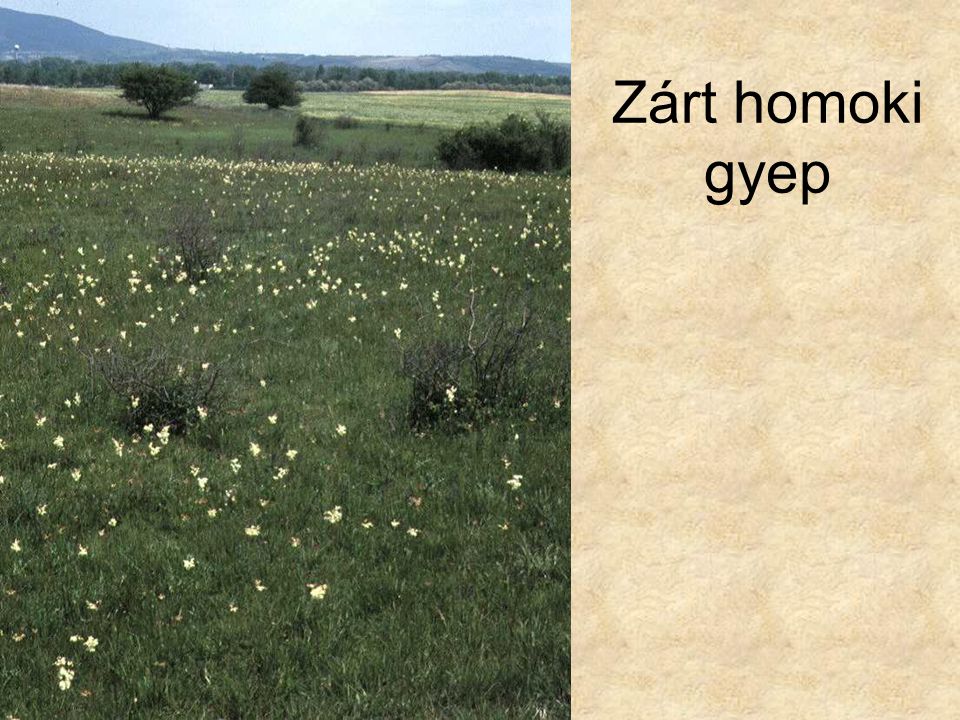 Zárt homoki gyep Homokpusztarét I. (Kisoroszi, 1992.) ELOH0406