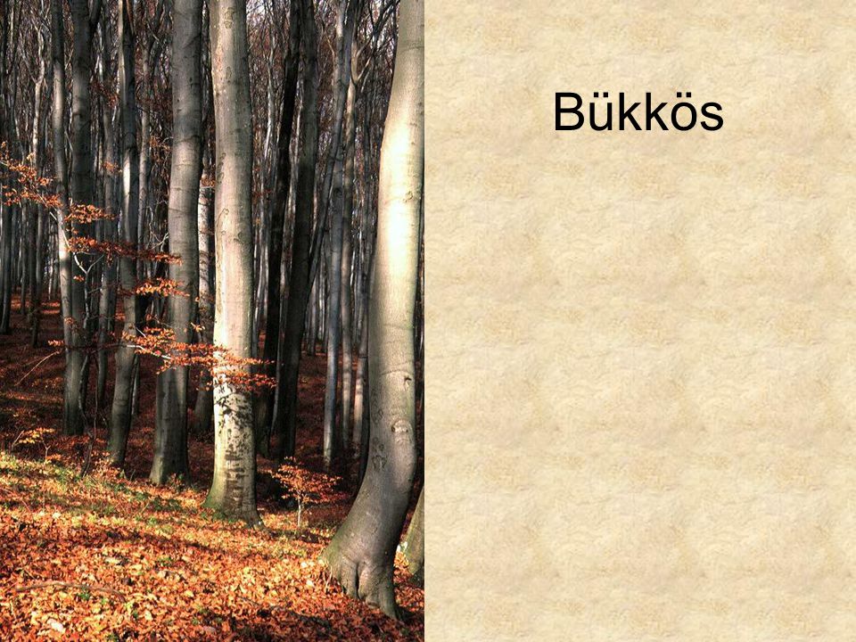 Bükkös Boroszlános bükkös őszi aszpektusa (Vértes Fáni-völgy, 1994.) ELOH0584