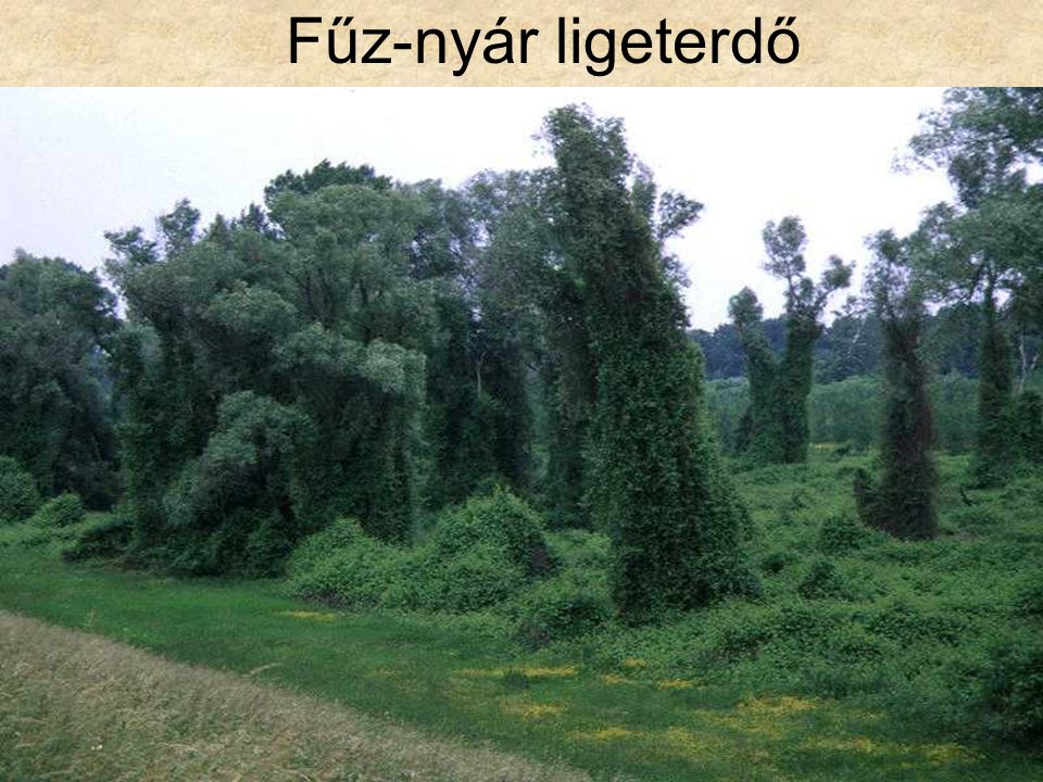 Fűz-nyár ligeterdő Tisza-parti puhafaliget II. (Csanytelek, 1996.) ELOH0443