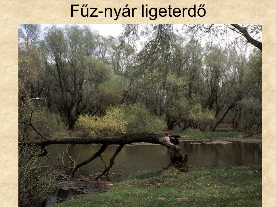 Fűz-nyár ligeterdő Puhafaliget (Hernádszurdok, 1996.) ELOH0381