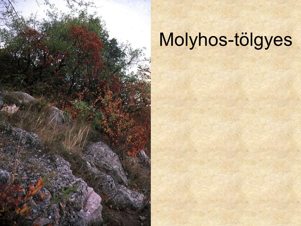 Molyhos-tölgyes Sajmeggyes karsztbokorerdő (Budapest Balogh Ádám-szikla, 1997.) ELOH0516