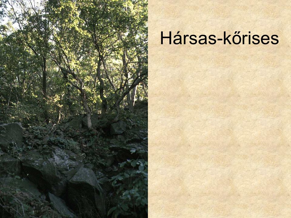 Hársas-kőrises Hárs-kőris sziklaerdő (Mátra Sas-kő, 1996.) ELOH0994