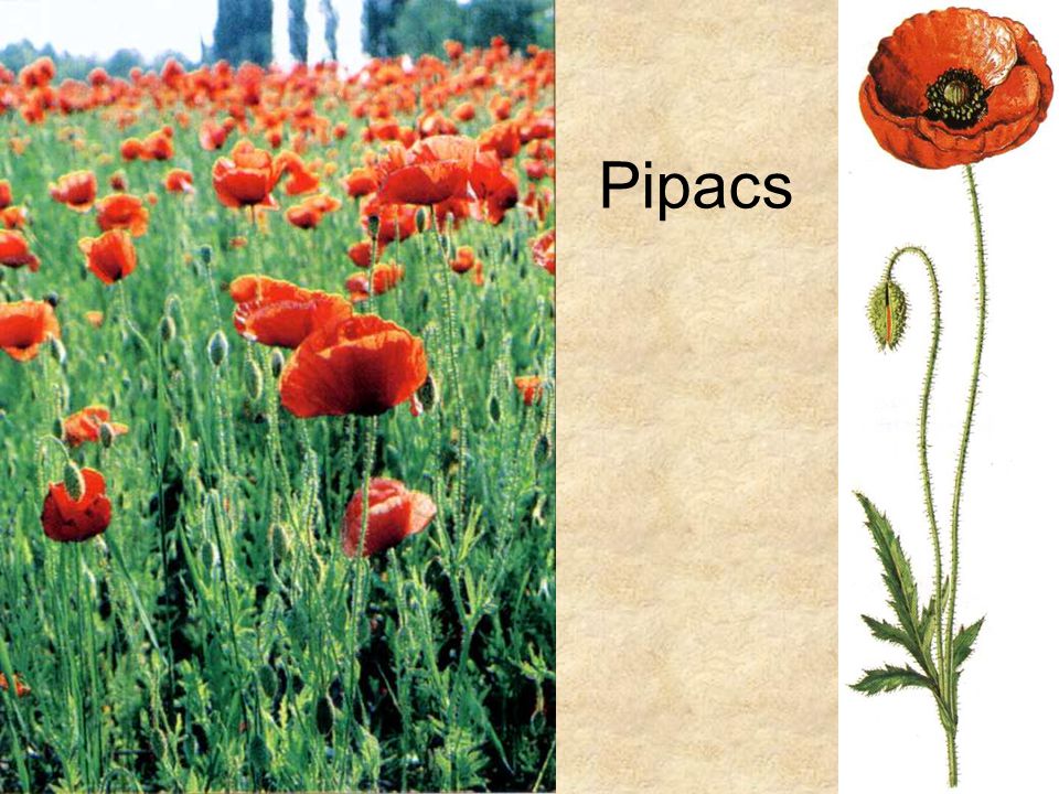 Pipacs Bal oldali kép: Simon-Seregélyes: Növényismeret, Nemzeti Tankönyvkiadó,