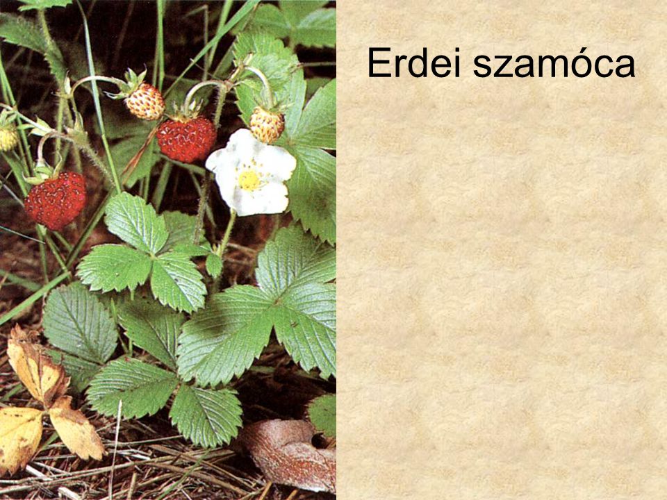 Erdei szamóca Bertram: Közép-Európa vadvirágai, Magyar Könyvklub Természetkalauz sorozat, 1998.