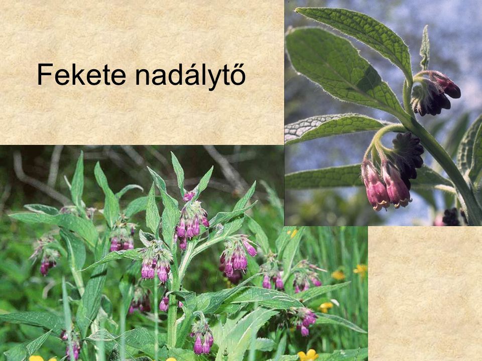 Fekete nadálytő Bal oldali kép: HERBÁRIUM – Magyarország növényei CD, Kossuth Kiadó.