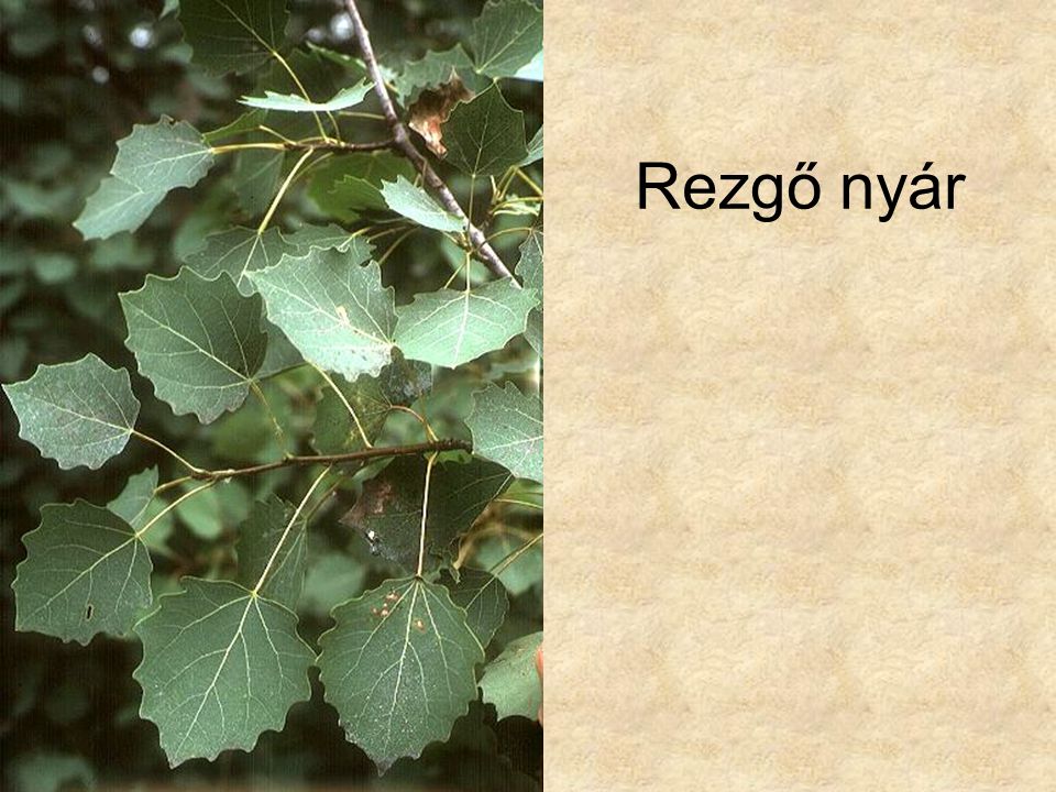Rezgő nyár Fák és cserjék CD, Kossuth Kiadó
