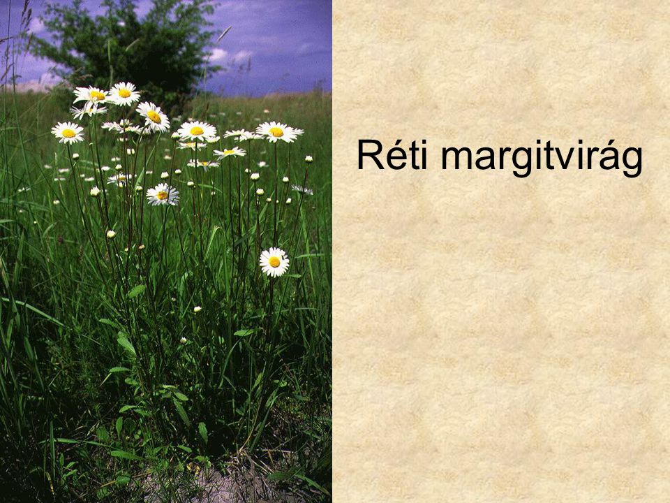 Réti margitvirág Vadvirágok CD, Kossuth Kiadó