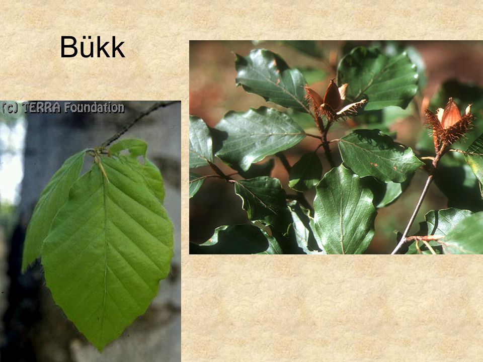 Bükk Bal oldali kép: Hazánk növényvilága CD, Terra alapítvány