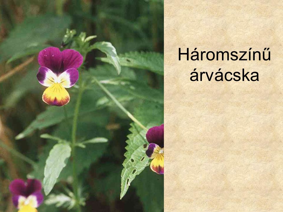 Háromszínű árvácska Vadvirágok CD, Kossuth Kiadó