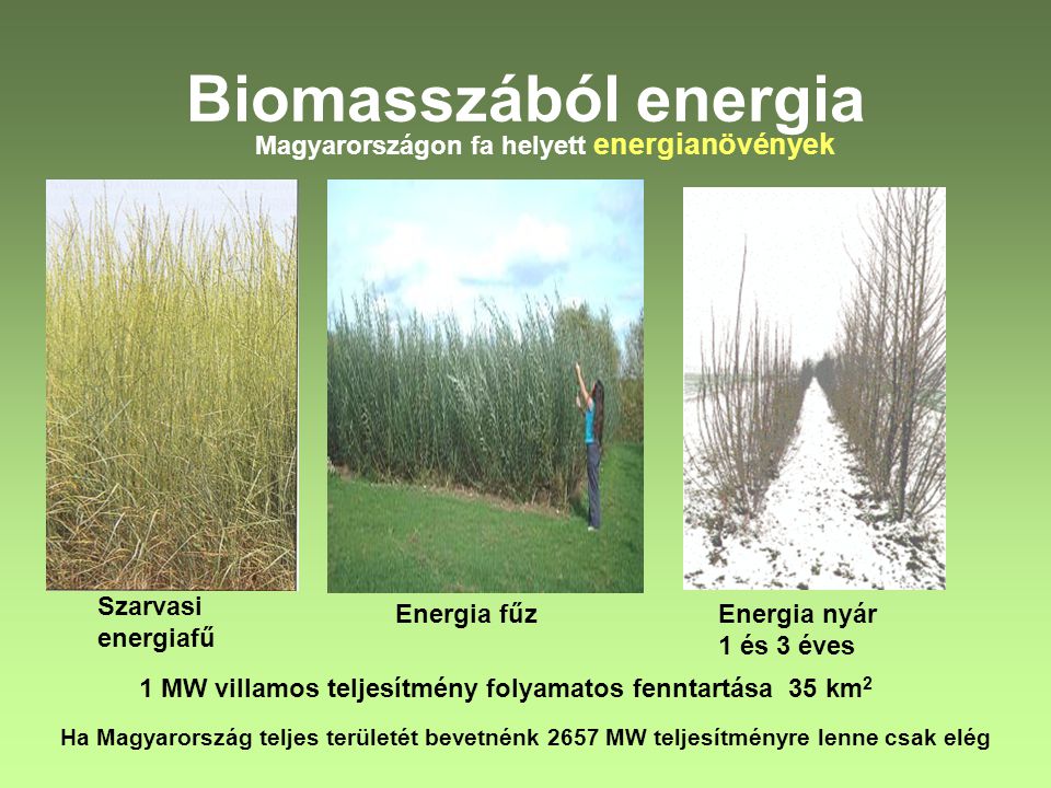 Biomasszából energia Magyarországon fa helyett energianövények