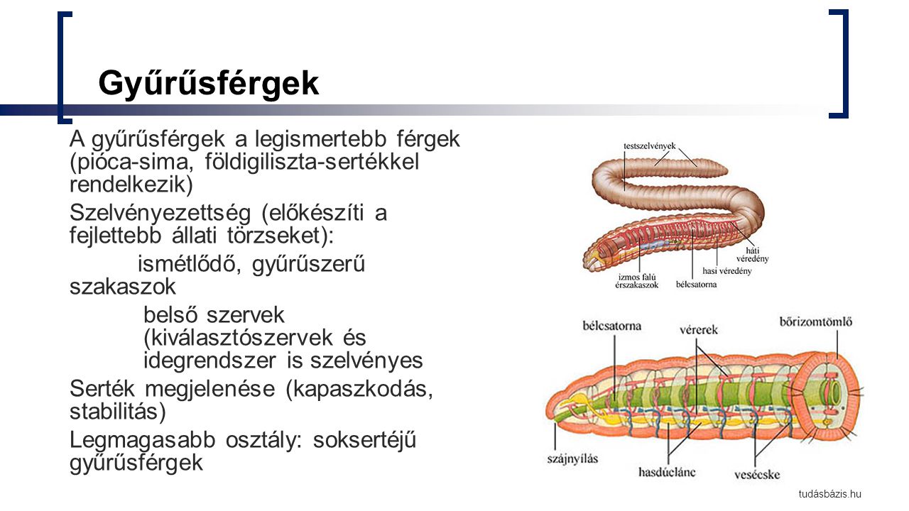 Platyhelminthes jellemzői ppt. Települési vízgazdálkodás I. negerove.ltőadás