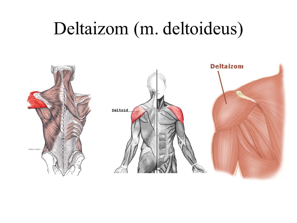 Deltaizom (m. deltoideus)