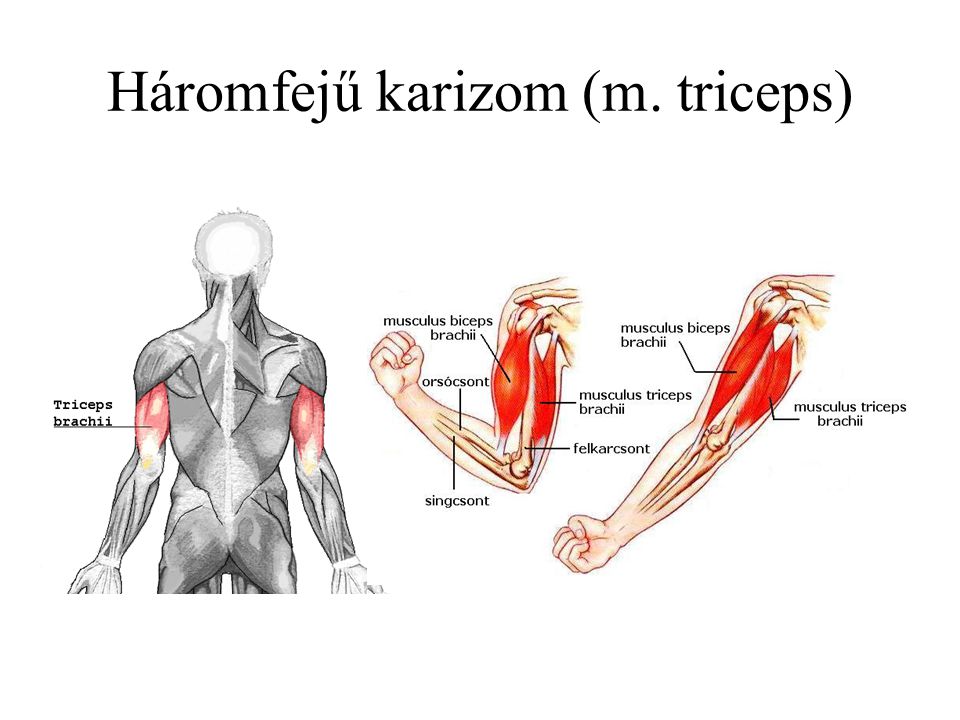 Háromfejű karizom (m. triceps)