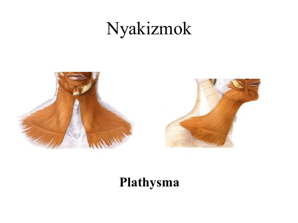 Nyakizmok Plathysma