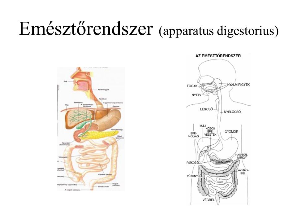 emlős emésztőrendszer schistosomiasis guatemala