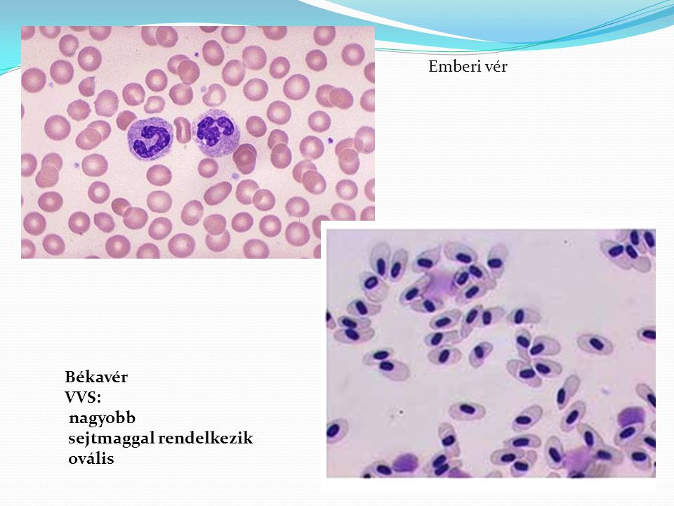 Emberi vér Békavér VVS: nagyobb sejtmaggal rendelkezik ovális