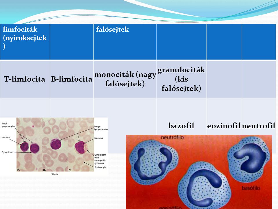 monociták (nagy falósejtek)