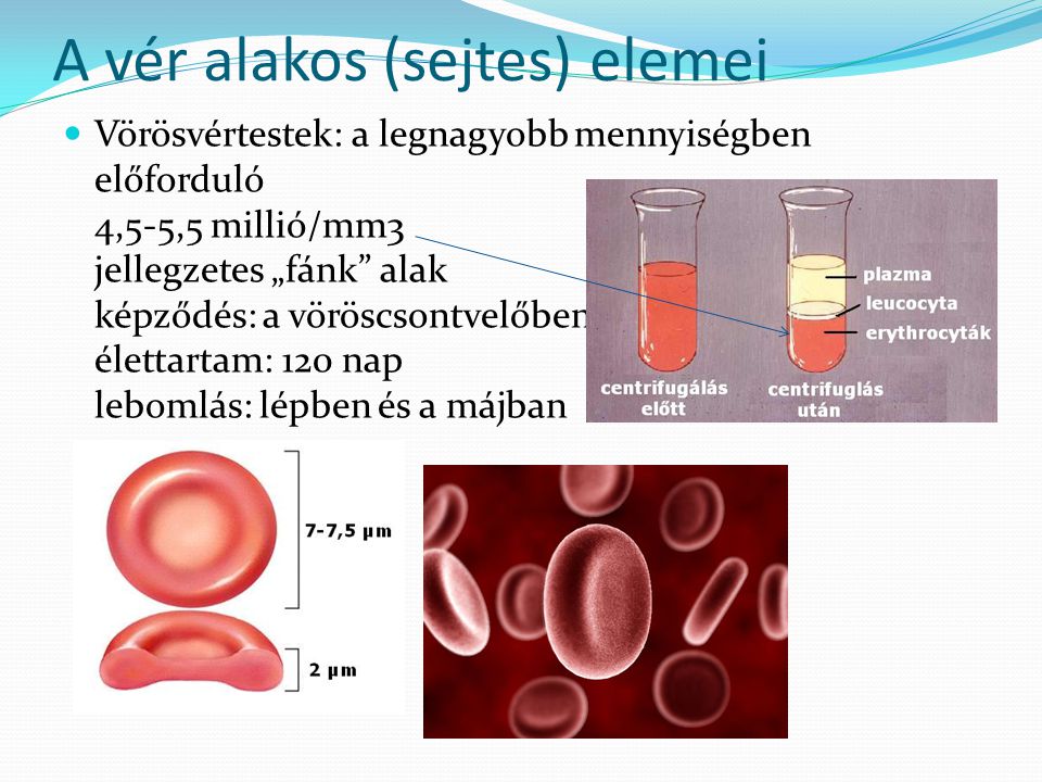 A vér alakos (sejtes) elemei