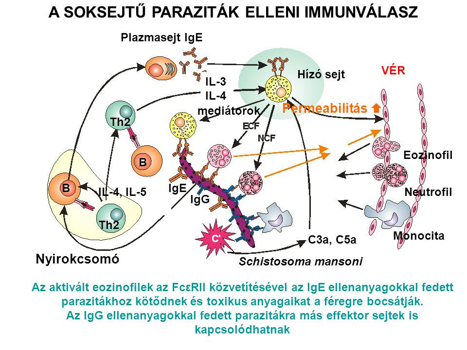 Az immunválasz elkerülése a paraziták által, Immunitás - a férgek megelőzése
