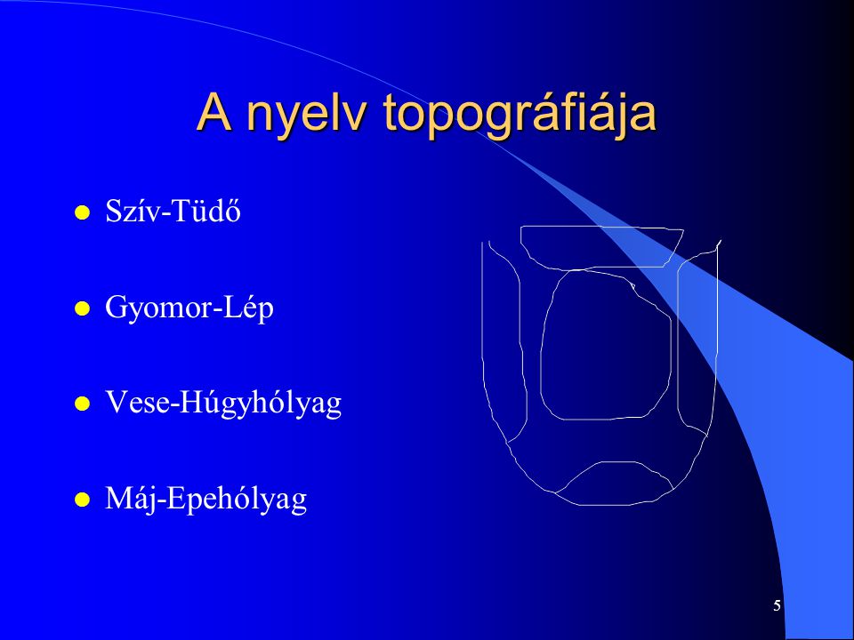 A nyelv topográfiája Szív-Tüdő Gyomor-Lép Vese-Húgyhólyag