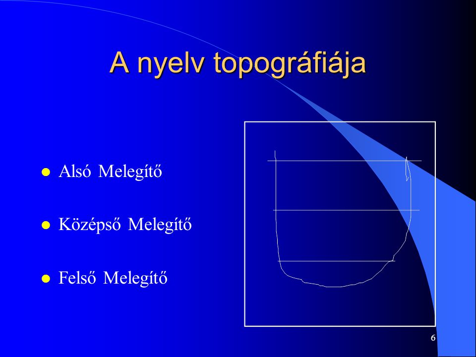 A nyelv topográfiája Alsó Melegítő Középső Melegítő Felső Melegítő