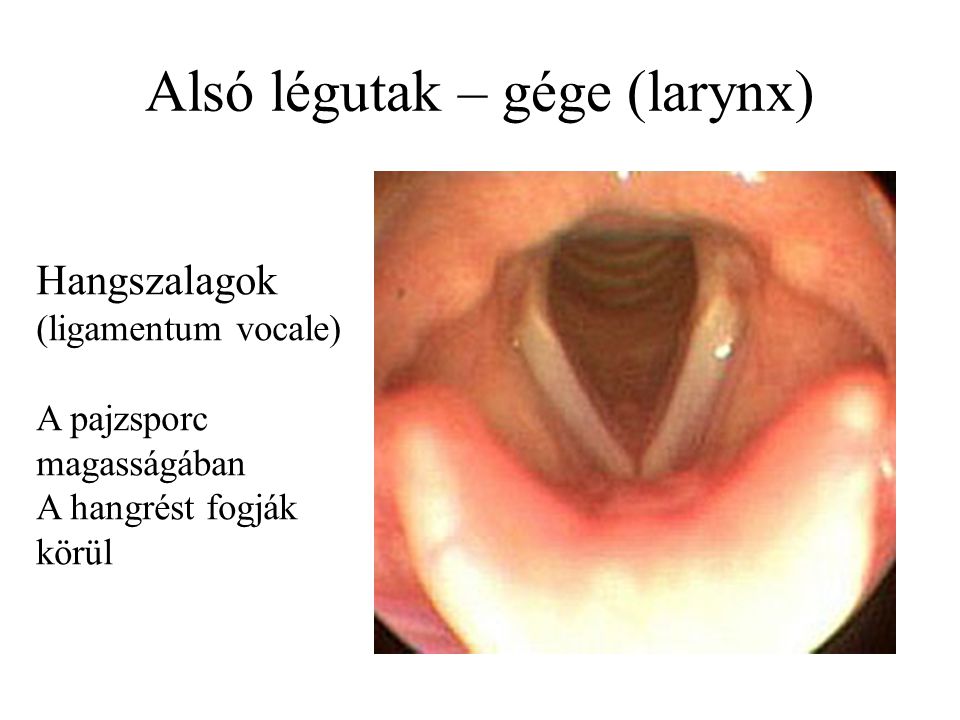 Alsó légutak – gége (larynx)