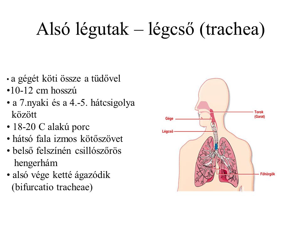 Alsó légutak – légcső (trachea)