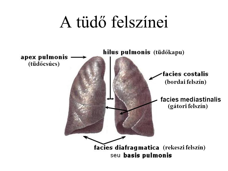 A tüdő felszínei (tüdőkapu) (tüdőcsúcs) (bordai felszín)