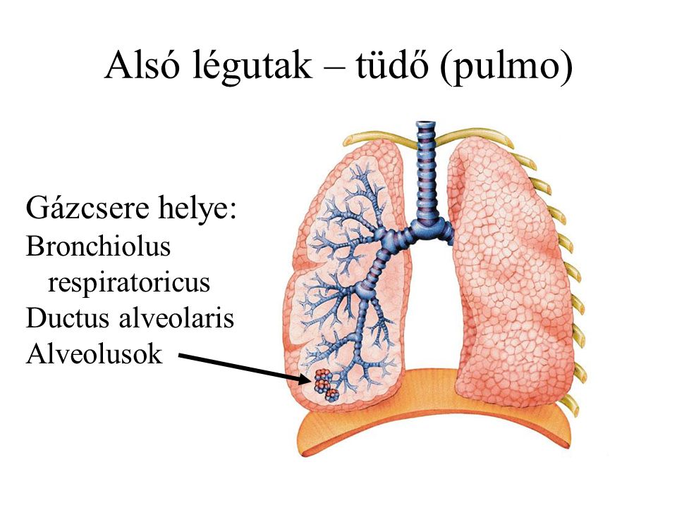 Alsó légutak – tüdő (pulmo)