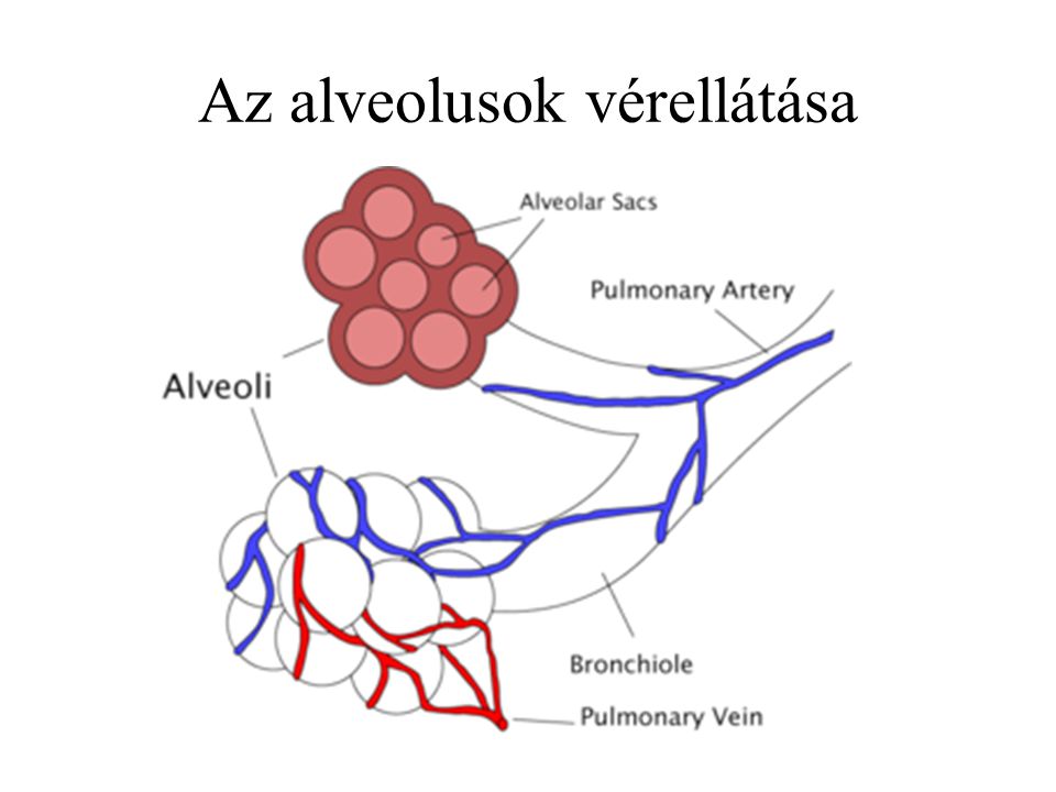 Az alveolusok vérellátása