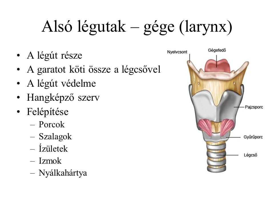 Alsó légutak – gége (larynx)