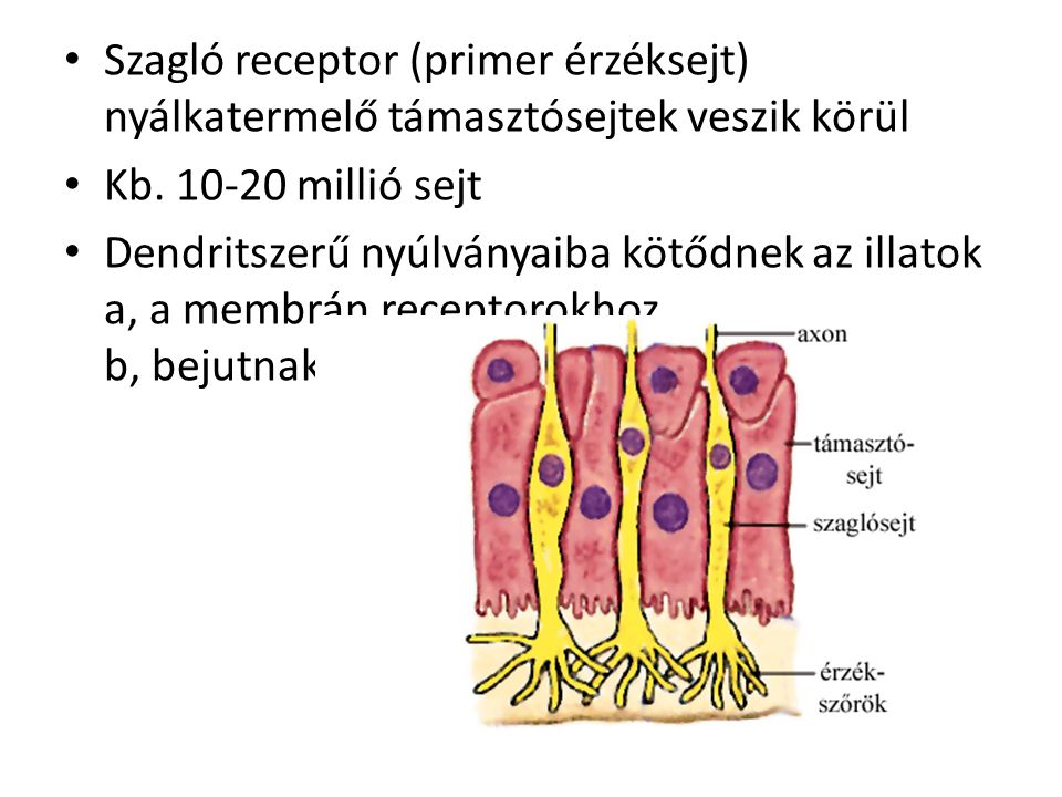 Szagló receptor (primer érzéksejt) nyálkatermelő támasztósejtek veszik körül