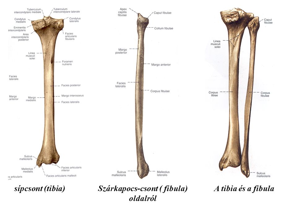 Szárkapocs-csont ( fibula)