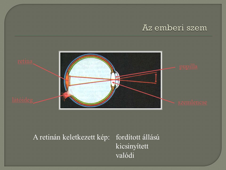 Az emberi szem A retinán keletkezett kép: fordított állású