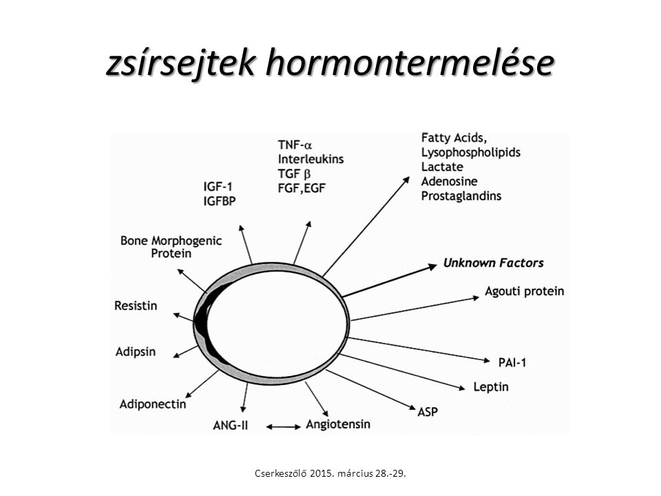 zsírsejtek hormontermelése