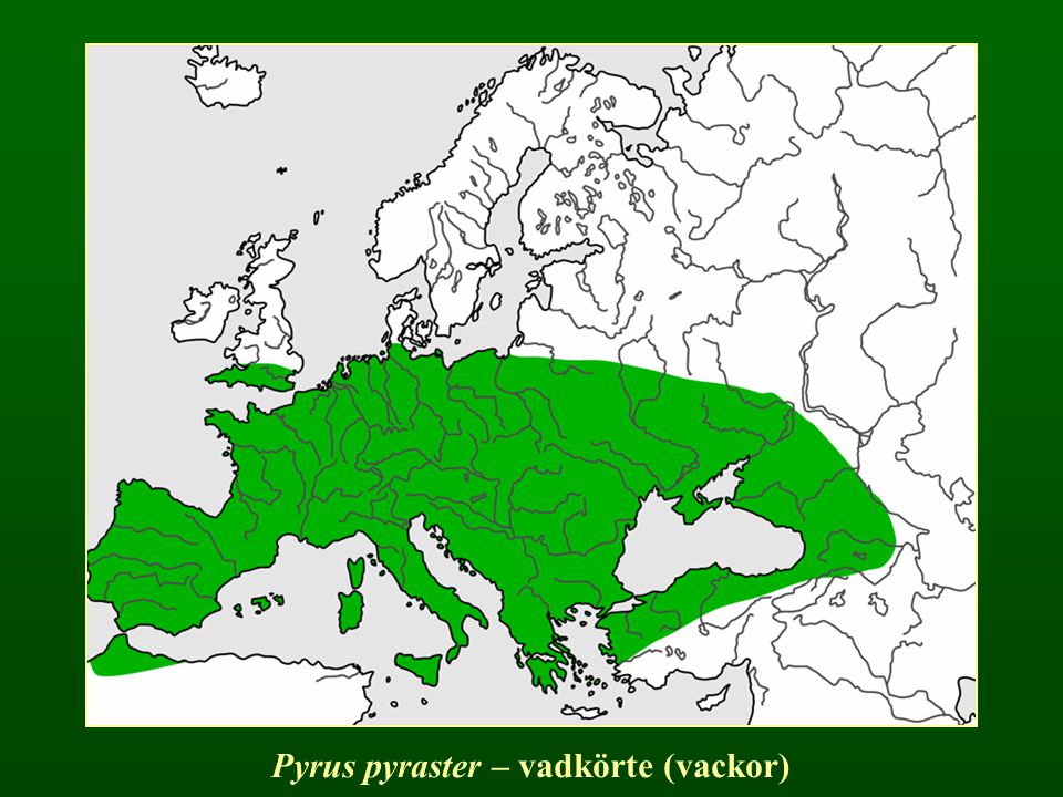Pyrus pyraster – vadkörte (vackor)