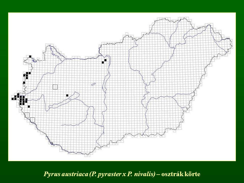 Pyrus austriaca (P. pyraster x P. nivalis) – osztrák körte