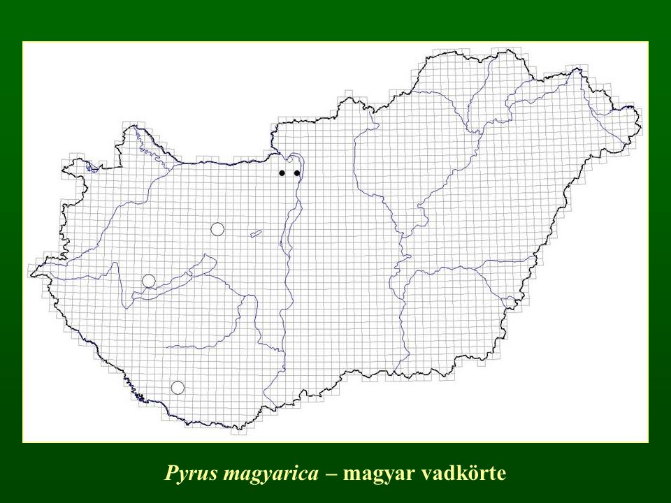 Pyrus magyarica – magyar vadkörte