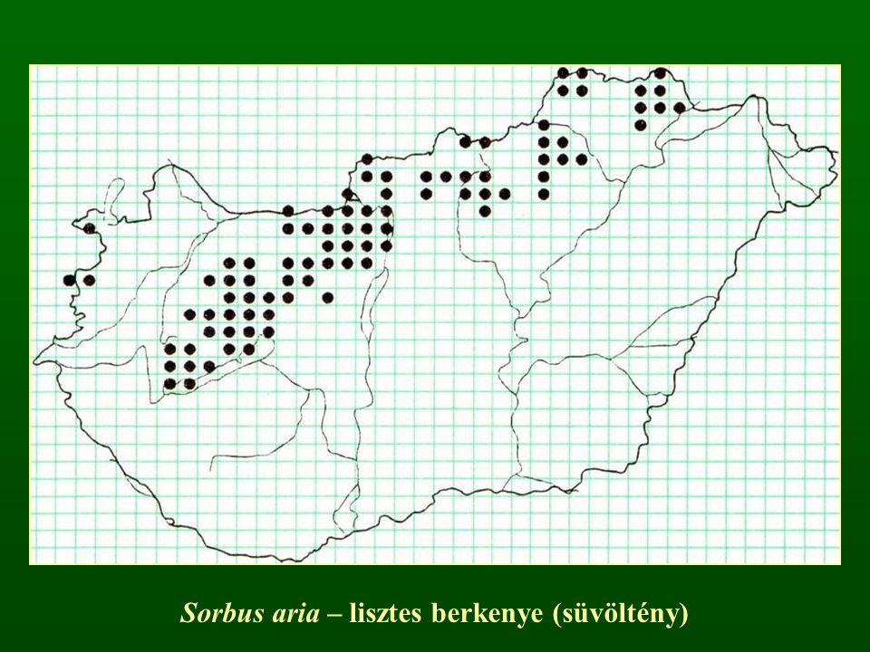 Sorbus aria – lisztes berkenye (süvöltény)