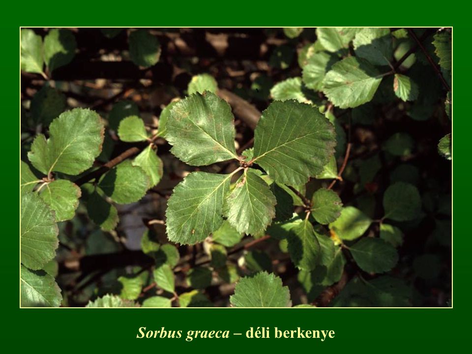 Sorbus graeca – déli berkenye