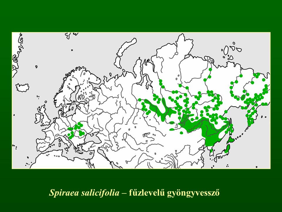 Spiraea salicifolia – fűzlevelű gyöngyvessző