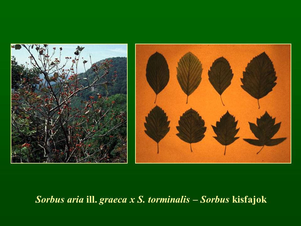 Sorbus aria ill. graeca x S. torminalis – Sorbus kisfajok